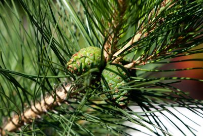 Pinus tabuliformis var. mukdensis - borovice čínská - šiška2